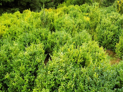 3.1.Buxus.JPG