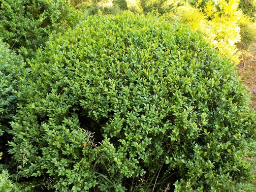 3.2.buxus.JPG
