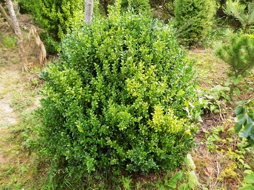3.3. buxus.JPG