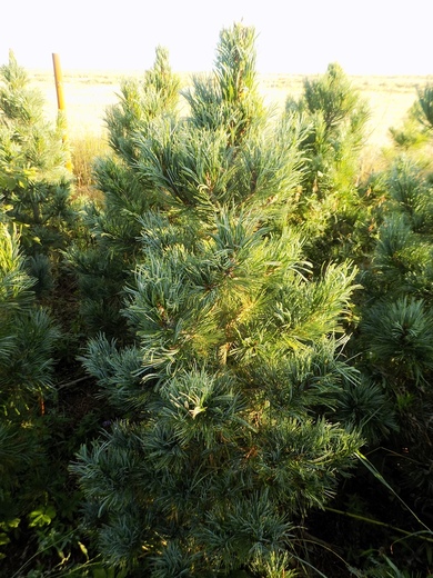 6.Limba.JPG