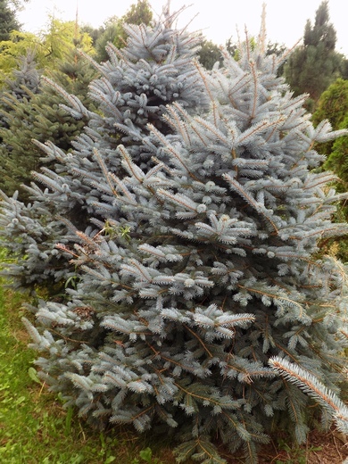 7.Picea pungens.JPG
