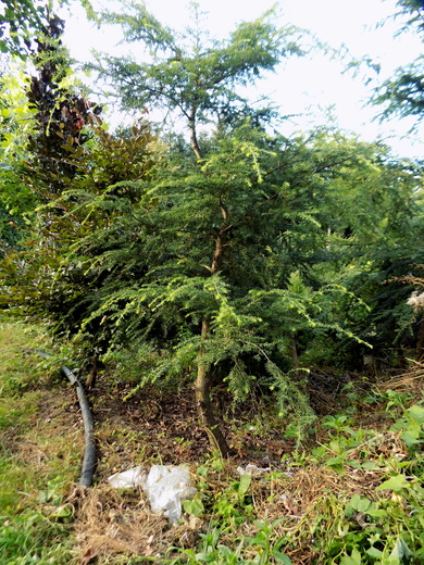 DSCN0043.JPG